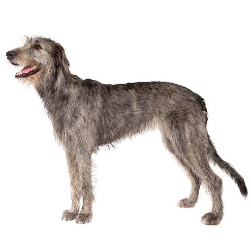 Hunderasse Irischer Wolfshund