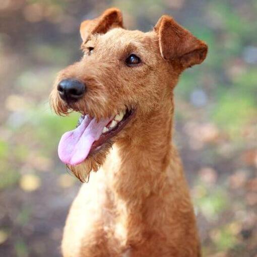 Irish Terrier mit herausgestreckter Zunge