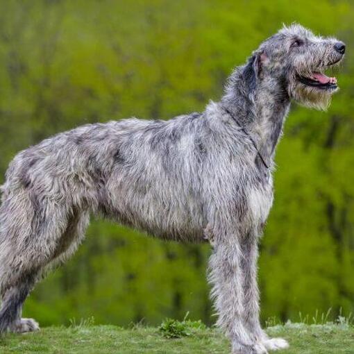 Irischer Wolfshund steht in der Nähe des Waldes