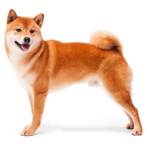 Japanische Hunderasse Shiba Inu