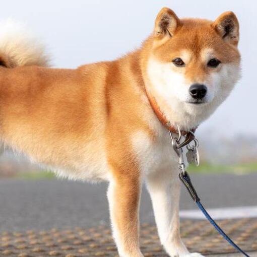 Der japanische Shiba Inu steht in der Nähe der Felder