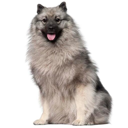 Keeshond-Hunderasse