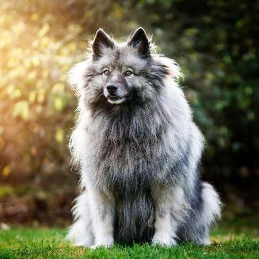 Keeshond steht im Hinterhof