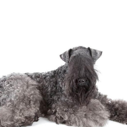 Kerry Blue Terrier posiert vor der Kamera