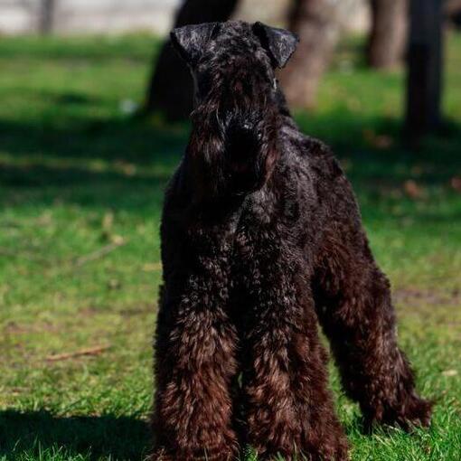 Kerry Blue Terrier steht auf dem Gras