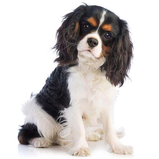 Hunderasse King Charles Spaniel
