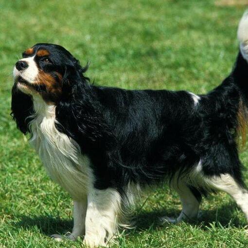 King Charles Spaniel steht im Gras und der Wind weht ein Fell