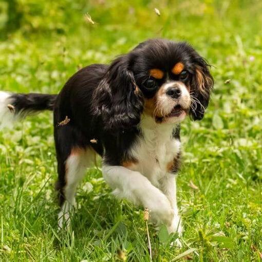 King Charles Spaniel spielt im Garten