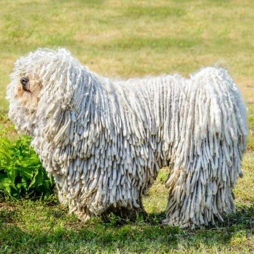 Komondor auf dem Feld