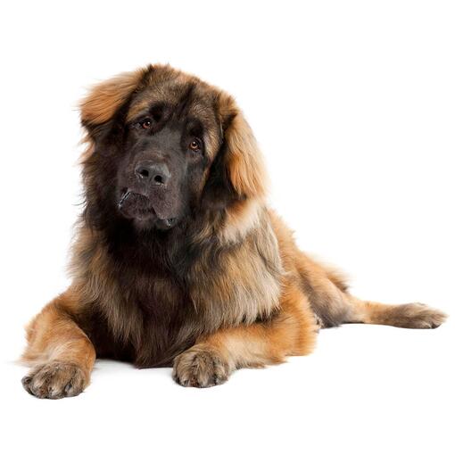 Hunderasse Leonberger