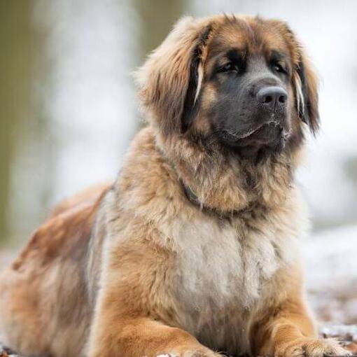 Leonberger liegt in der Nähe eines verschneiten Waldes