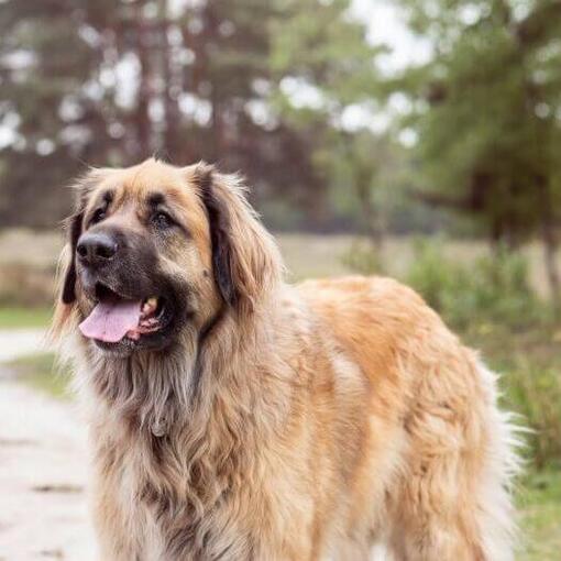 Leonberger steht auf einem Weg in der Nähe des Waldes