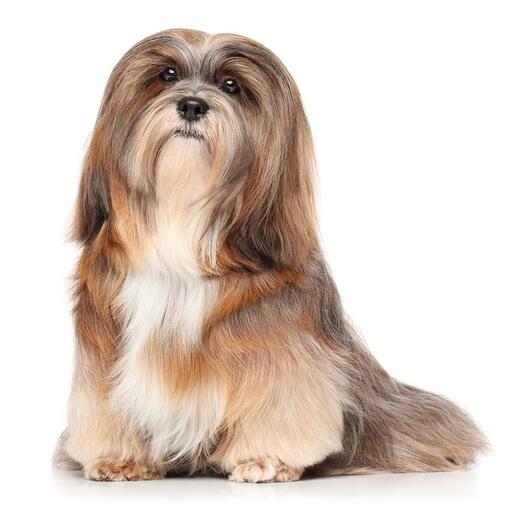 Hunderasse Lhasa Apso