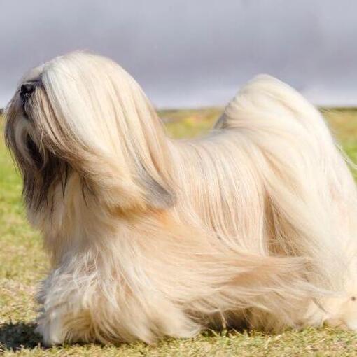 Lhasa Apso steht und der Wind weht ein Fell