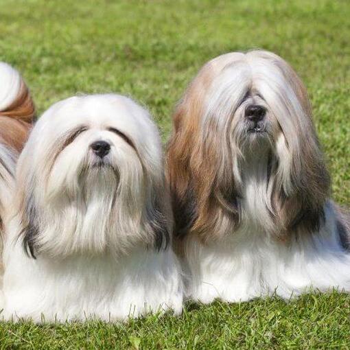 Drei Lhasa Apso liegen im Gras