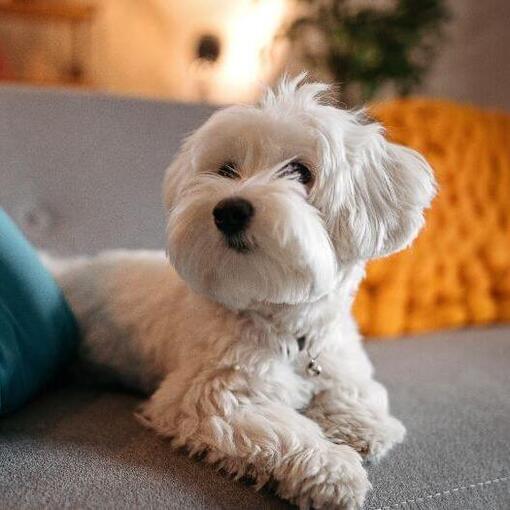 Maleteser Hund liegt auf dem Sofa