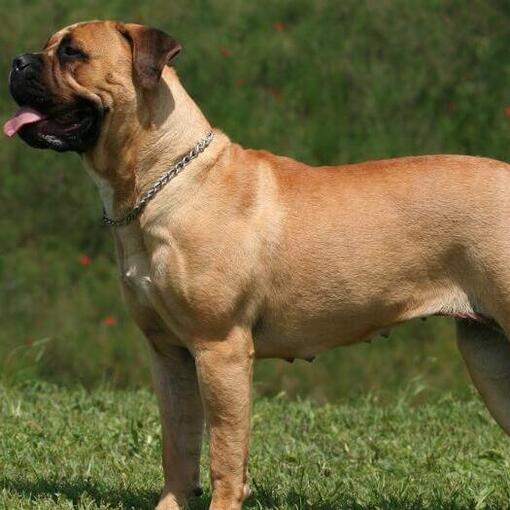 Mastiff steht im grünen Gras