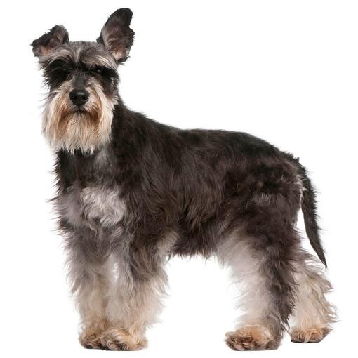 Hunderasse Zwergschnauzer