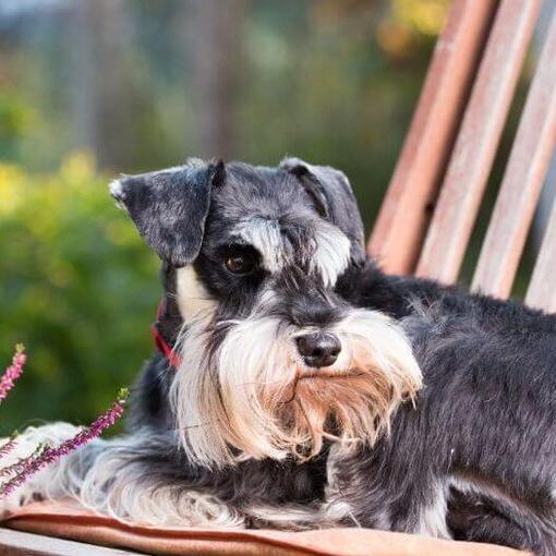 Zwergschnauzer liegt auf einem Stuhl in einem Garten