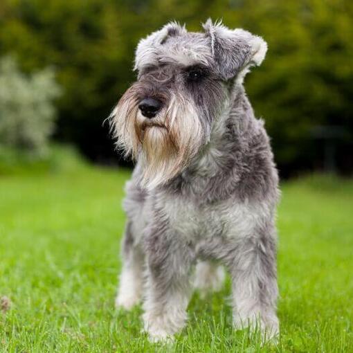 Zwergschnauzer steht auf dem Gras