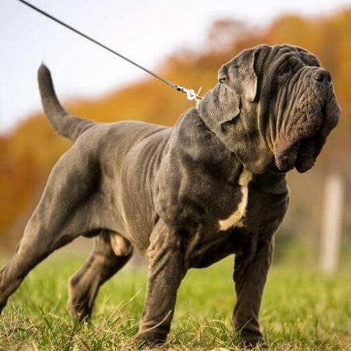 Neapolitanischer Mastiff an der Leine