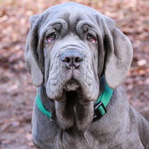 Neapolitanischer Mastiff mit grünem Kragen