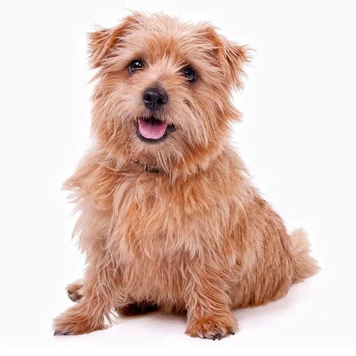 Hunderasse Norfolk Terrier