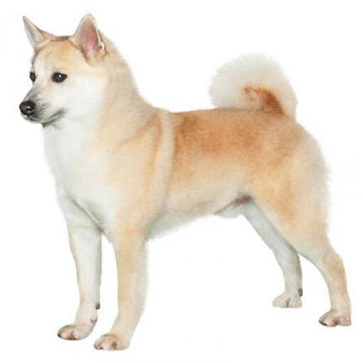 Norwegische Buhund-Hunderasse