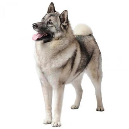 Hunderasse Norwegischer Elchhund