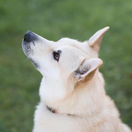 Der norwegische Buhund steht im Hof und schaut nach vorne