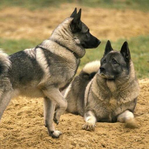 Zwei norwegische Elchhunde spielen miteinander auf dem Rasen