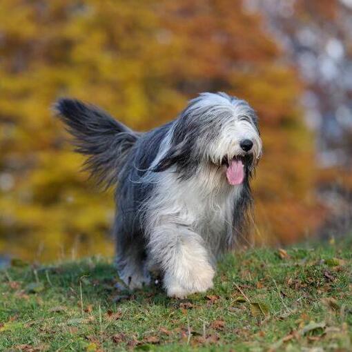 Old English Sheepdog Hunderasse