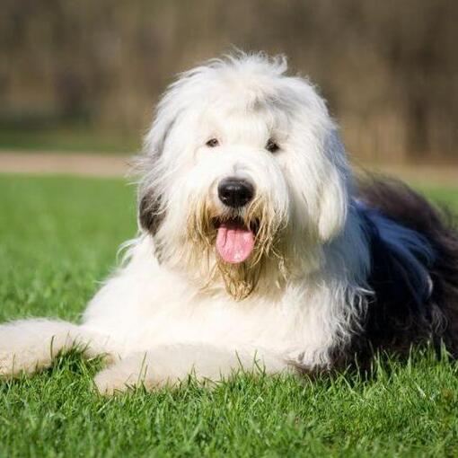 Old English Sheepdog Hunderasse