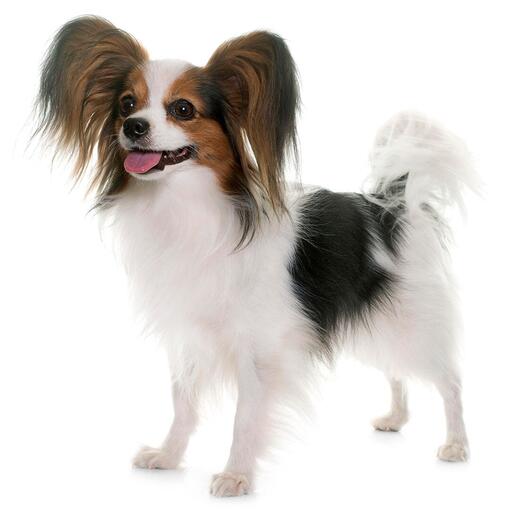 Hunderasse Papillon