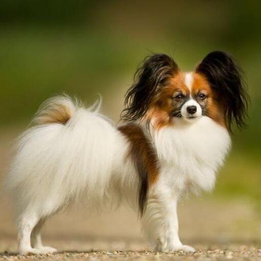 Papillon steht im Park