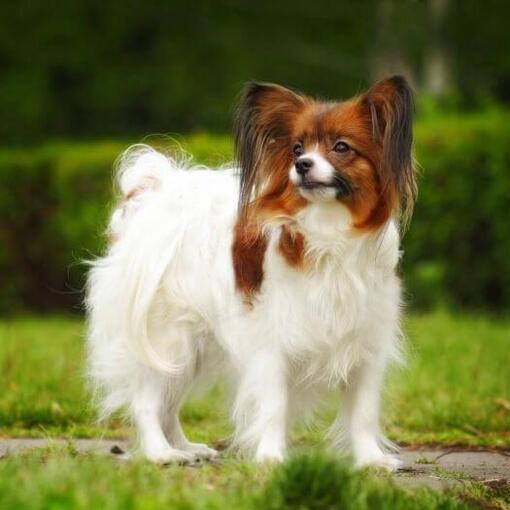 Papillon steht an einem warmen Frühlingsmorgen im Park