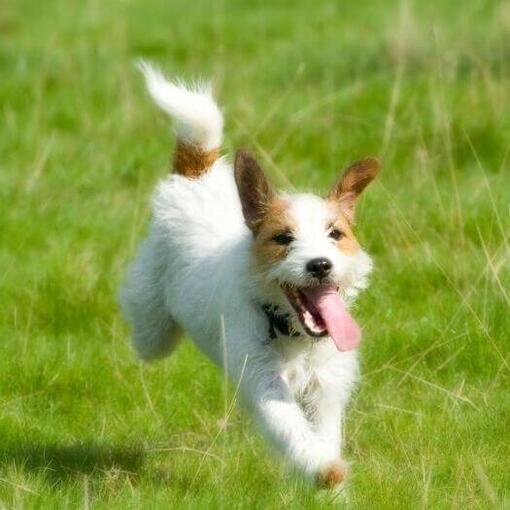 Parson Russell Terrier läuft auf dem Feld
