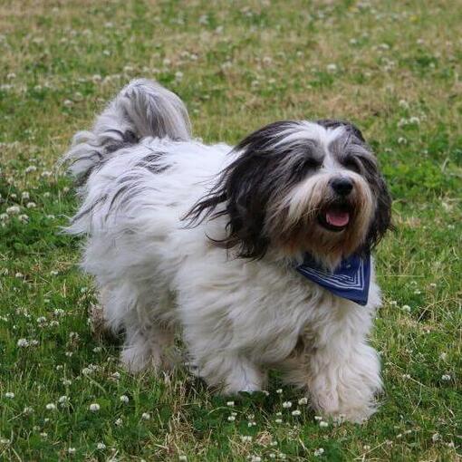 Polnischer Tiefland-Schäferhund spielt im Hof