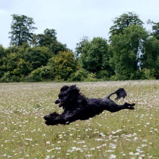 Portugiesischer Wasserhund läuft auf dem Feld