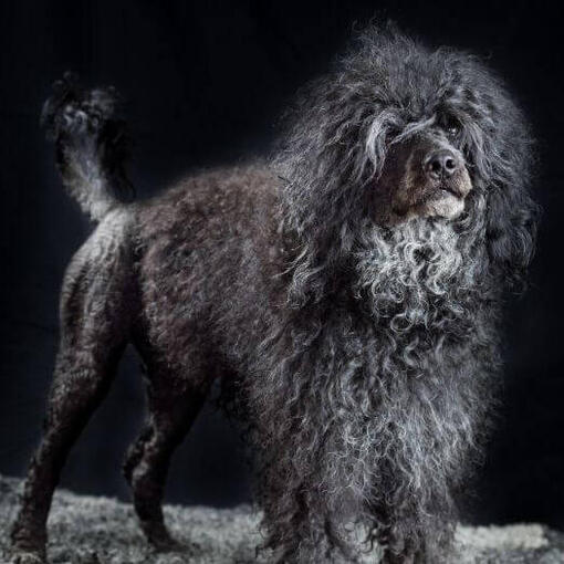 Portugiesischer Wasserhund steht nachts