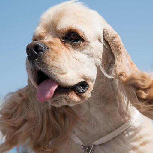 Amerikanischer Cocker Spaniel mit herausgestreckter Zunge