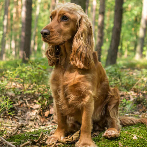 Cocker Spaniel sitzt im Wald