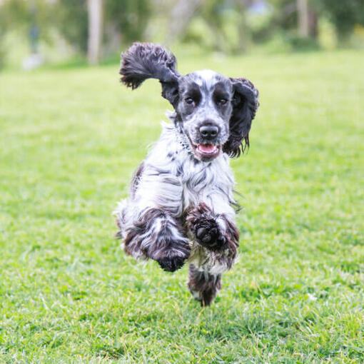 Schwarz-weißer Cocker Spaniel läuft