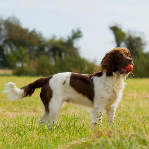 Englischer Springer Spaniel hält einen Ball