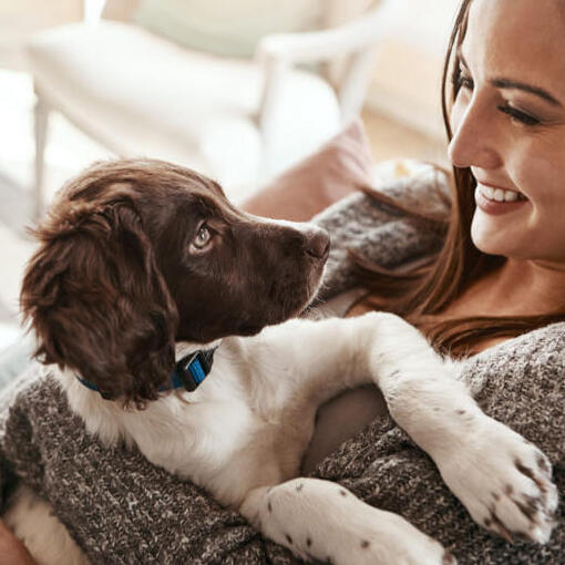 Frau hält einen englischen Springer Spaniel-Welpen