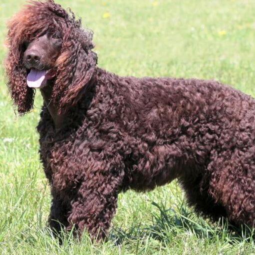 Irish Water Spaniel steht auf dem Boden