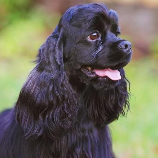Amerikanischer Cocker Spaniel