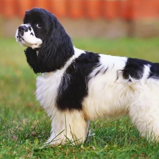 Amerikanischer Cocker Spaniel