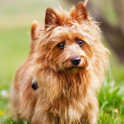 Australischer Terrier