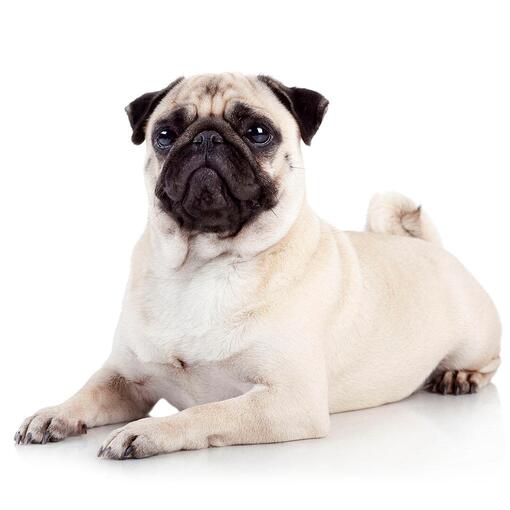 Mops-Hunderasse